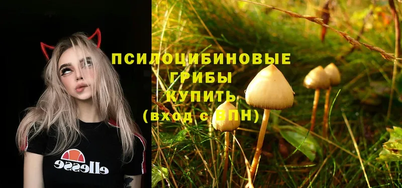 omg как войти  Бакал  Псилоцибиновые грибы Psilocybine cubensis 